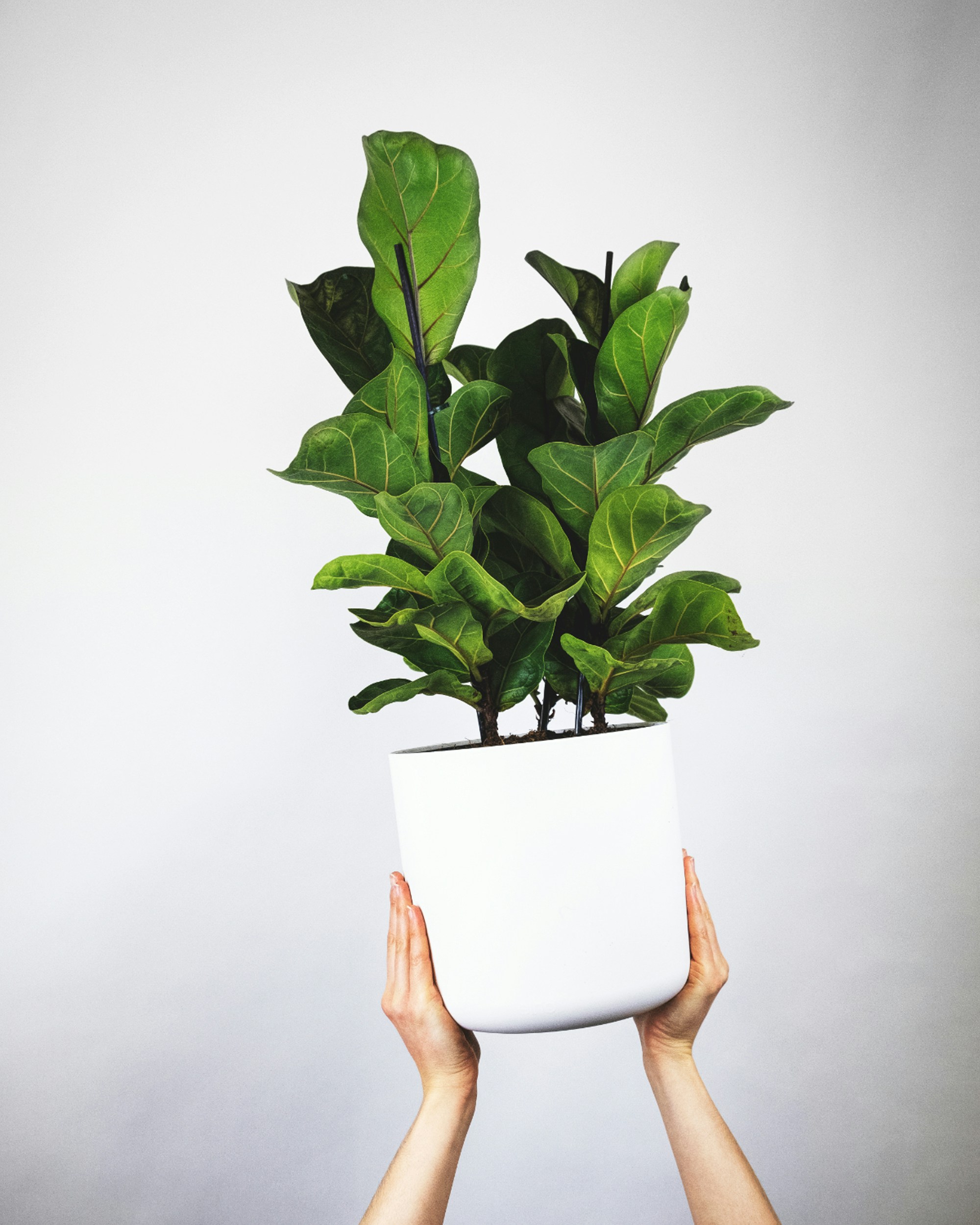Ficus Lyrata (Rośliny domowe) — sklep Verdora